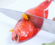 Espécies de Peixes (12)