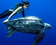 Espécies de Tartarugas Marinhas no Brasil (15)