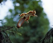 Esquilos Voadores (1)