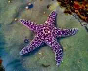 Estrela do Mar (1)