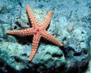 Estrela do Mar (4)