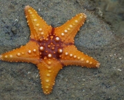 Estrela do Mar (10)