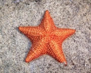 Estrela do Mar (7)