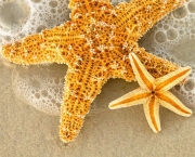 Estrela do Mar (8)