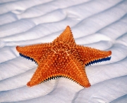 Estrela do Mar (9)