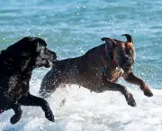 dogs-playing-exercise