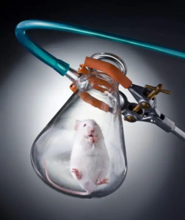 Вакцина мыши. Лабораторные животные. Лекарства тестируют на животных.