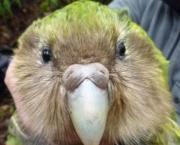 kakapo-1200