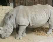 rinoceronte-branco