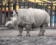 rinoceronte1
