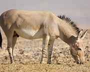 comer-africano-do-burro-selvagem-10430422