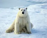 urso-polar-13