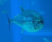atum-azul
