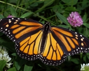 Monarch_In_May