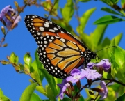 borboleta-monarca-wallpaper
