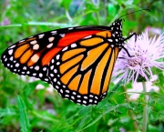 borboleta-monarca