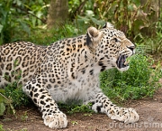 leopardo-persa-irritado-12056394