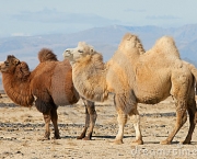 camelo-bactriano-nos-estepes-de-mongolia-22546331