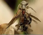 feromonios-insetos-7