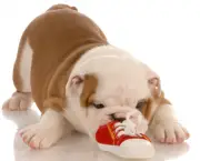 seven week english bulldog puppy chewing on a small shoe