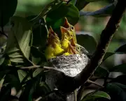 filhote-fora-do-ninho-como-ajuda-lo (13)