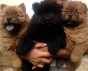 Filhotes de Chow Chow (2)