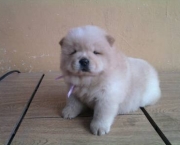 Filhotes de Chow Chow (3)