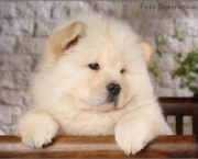 Filhotes de Chow Chow (4)