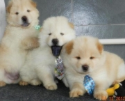 Filhotes de Chow Chow (5)