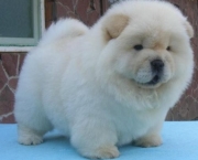 Filhote chow chow pelo branco