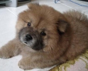 Filhotes de Chow Chow (7)