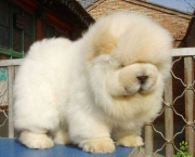 Filhotes de Chow Chow (8)