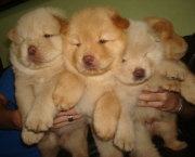 Filhotes de Chow Chow (9)