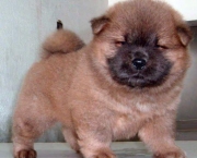 Filhotes de Chow Chow (10)