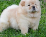 Filhotes de Chow Chow (11)