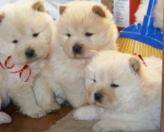 Filhotes de Chow Chow (12)