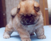 Filhotes de Chow Chow (13)