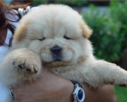 Filhotes de Chow Chow (15)