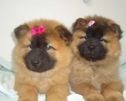 Filhotes de Chow Chow (16)