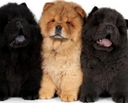 Filhotes de Chow Chow (17)