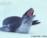 ARKive image GES055527 - Leopard seal