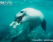 ARKive image GES051245 - Leopard seal