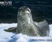 ARKive image GES050482 - Leopard seal