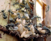 Formigas de Árvores e Lagarta Se Ajudando (2)