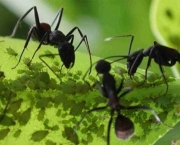 Formigas de Árvores e Lagarta Se Ajudando (5)