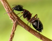 Formigas de Árvores e Lagarta Se Ajudando (6)