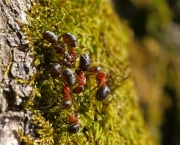 Formigas de Árvores e Lagarta Se Ajudando (7)