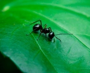 Formigas de Árvores e Lagarta Se Ajudando (8)