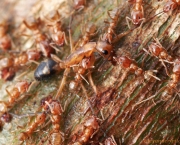 Formigas de Árvores e Lagarta Se Ajudando (9)