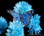 Foto de borboleta azul 1